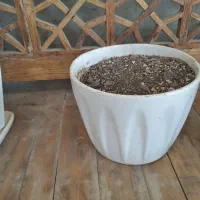 گلدون و پایه گلدون|گل و گیاه طبیعی|بندر ماهشهر, |دیوار