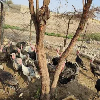 بوقلمون|حیوانات مزرعه|اندیمشک, |دیوار