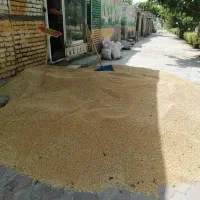 گندم امسالی تخم کاشتن دیم