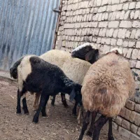 میش فروشی
