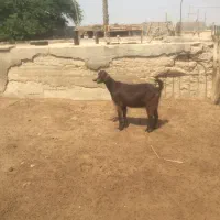 بز آبستن با تیشترش و بوقلمون|حیوانات مزرعه|آبپخش, |دیوار