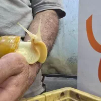 فروش حلزون