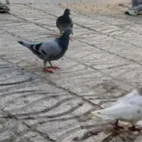 کم شود.  جوجو سبز