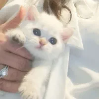 بچه گربه بریتیش اصیل