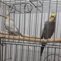 حراج عروس هلندی مولد