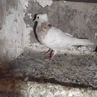 ۳عدد کفتر یک عدد چادری یک عدد طوقی باجفت