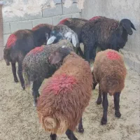 بره ماده های پای شیشک افشار و قزل افشار|حیوانات مزرعه|محمدیه-قزوین, |دیوار