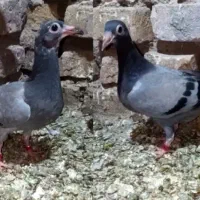 کبوتر جفت جوجه عتیقه