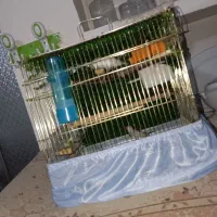 فنج جبرا|پرنده|ارومیه, |دیوار