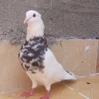 کفتر طوقی فوق درجه یک