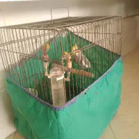 عروس هلندی|پرنده|یزد, |دیوار