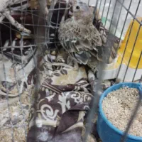 خانه|پرنده|اردکان, |دیوار