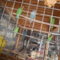 هفت عدد مرغ عشق ویک عدد فنج|پرنده|اصفهان, ناصرخسرو|دیوار