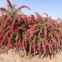 زرشک زیر تالاری و پفکی