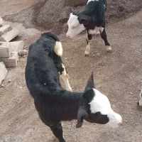 دو عدد گوساله سیمینتال|حیوانات مزرعه|مهربان, |دیوار