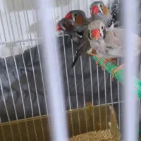 فنچ لپ سیاه و زبرا عروس تاج پرنسسی