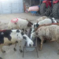 میش و بره|حیوانات مزرعه|فیروزآباد (لرستان), |دیوار