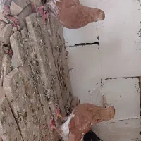 سوسنگرد