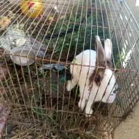 خرگوش|موش و خرگوش|گلپایگان, |دیوار