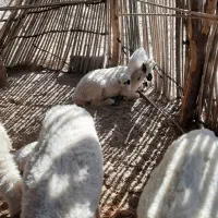 میش زایده فروشی