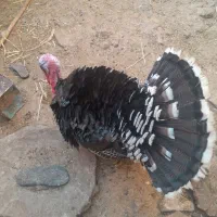 بوقلمون نریک سال نیم چاق