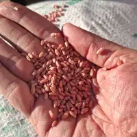 کوددی آمونیوم موزی وتریپل ۴۶درصدوپتاس سنگی موجود