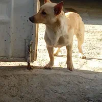 سگ پاکوتاه|سگ|شیروان (خراسان), |دیوار