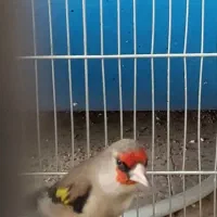 سهره کرمانی نر