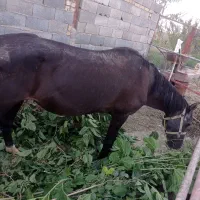 مطابق عکس