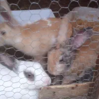 خرگوش نروماده|موش و خرگوش|نوشهر, |دیوار