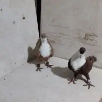 کفتر|پرنده|مشهد, فرخد|دیوار