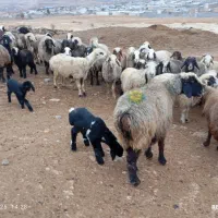 48راس میش داشتی بره دار و آبستن به فروش میرسد|حیوانات مزرعه|شیراز, محمدیه|دیوار