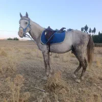 فروش دو راس نریان