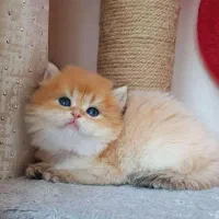 بچه گربه های دلربا در شیراز|گربه|شیراز, سینما سعدی|دیوار