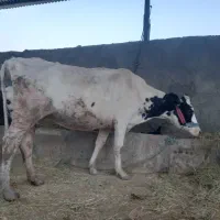 یک عدد گاو هلشتاین اصیل