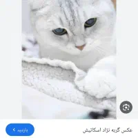 گربه نژاد اسکاتیش واگذاری