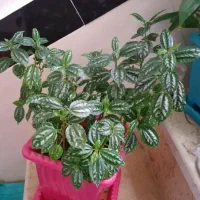 گل وکاکتوس های زبیا