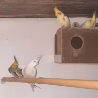 ۴ تا عروس هلندی