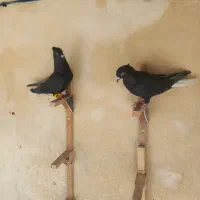 کفتر کبوتر دم سفید|پرنده|شیراز, نیستان|دیوار