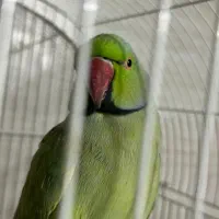 طوطی ملنگو|پرنده|آستارا, |دیوار