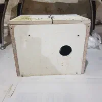 عروس هلندی جفت مولد|پرنده|ساوه, |دیوار