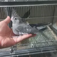 عروس هلندی مولد ،جوجه سرلاکی و دونخور|پرنده|هشتگرد, خور|دیوار