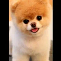 سگ پیدا شده