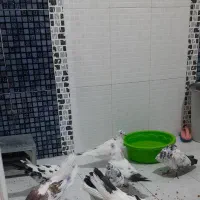 کبوتر|پرنده|سرپل ذهاب, |دیوار