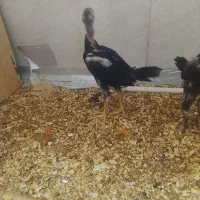 جوجه لاری اصیل