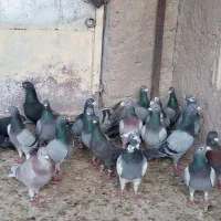 کفتر|پرنده|شیراز, دارالرحمه|دیوار