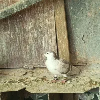 کفترساده|پرنده|پاکدشت, حصار امیر|دیوار