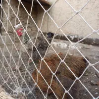 ۵ عدد مرغ محلی|حیوانات مزرعه|مشکین‌دشت, |دیوار