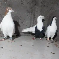 کبوترپرشی|پرنده|نیشابور, دارایی|دیوار