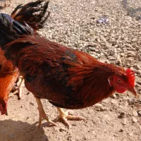 فروش‌ مرغ‌ وخروس‌ گلپایگان